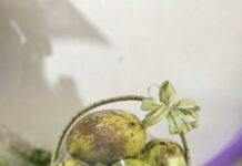 “Parent’s Fruit Basket Gift to Teacher on November 20th Sparks Controversy”