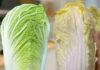Mastering Bok Choy Selection: Green vs. White – 3 Insider Tips from Farmers to Never Go Wrong Again