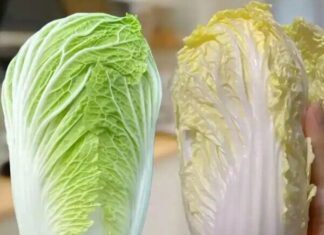 Mastering Bok Choy Selection: Green vs. White – 3 Insider Tips from Farmers to Never Go Wrong Again