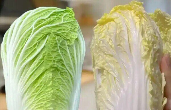 Mastering Bok Choy Selection: Green vs. White – 3 Insider Tips from Farmers to Never Go Wrong Again