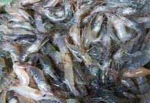 “Perfectly Crispy and Vibrant Red Shrimp: Just 2 Simple Ingredients for a Delicious, No-Fuss Recipe”