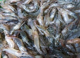 “Perfectly Crispy and Vibrant Red Shrimp: Just 2 Simple Ingredients for a Delicious, No-Fuss Recipe”