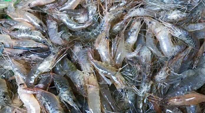 “Perfectly Crispy and Vibrant Red Shrimp: Just 2 Simple Ingredients for a Delicious, No-Fuss Recipe”