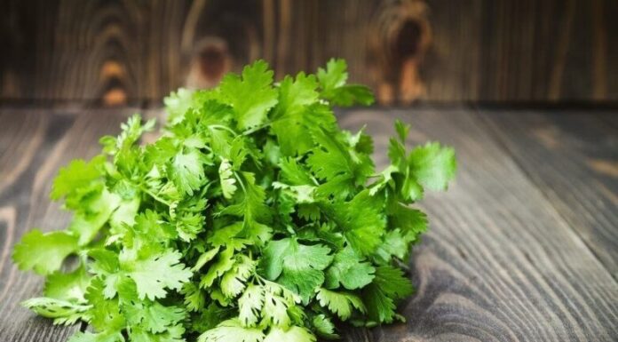 “Buy Plenty of Cilantro? Don’t Rush to the Fridge—Follow These Simple Steps to Keep It Fresh Longer and Save Money”