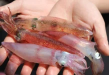 Perfectly Tender & Crispy Boiled Squid: A Recipe So Good, It’ll Have Everyone Begging for Seconds