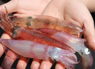 Perfectly Tender & Crispy Boiled Squid: A Recipe So Good, It’ll Have Everyone Begging for Seconds