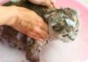 Should You Bathe Your Cat with Human Shampoo?