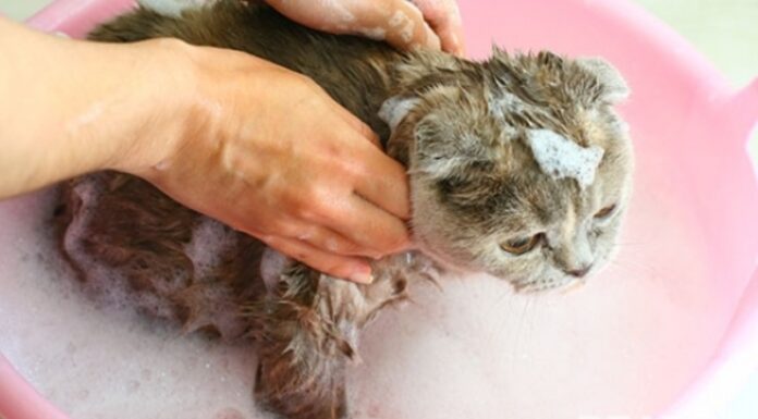 Should You Bathe Your Cat with Human Shampoo?