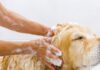Ultimate Guide to Bathing Your Dog: Achieving Spotless Cleanliness and Eliminating Odors Permanently