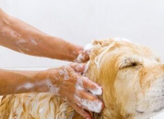 Ultimate Guide to Bathing Your Dog: Achieving Spotless Cleanliness and Eliminating Odors Permanently