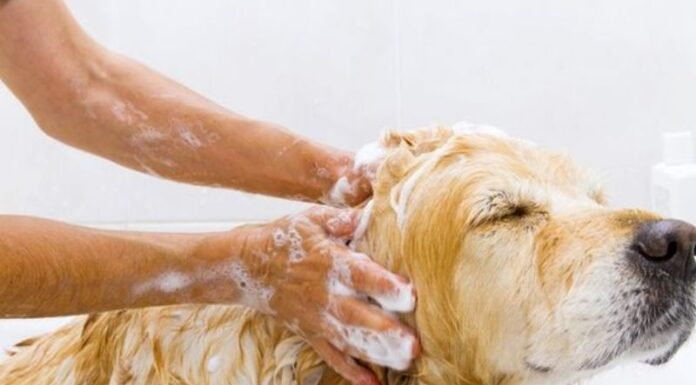 Ultimate Guide to Bathing Your Dog: Achieving Spotless Cleanliness and Eliminating Odors Permanently