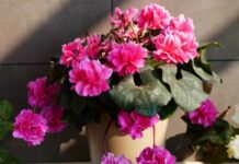 Wildflower Outshines Roses with 240-Day Bloom, Captivating Scent, and Effortless Care