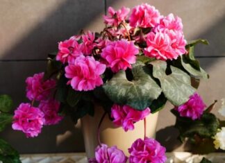 Wildflower Outshines Roses with 240-Day Bloom, Captivating Scent, and Effortless Care