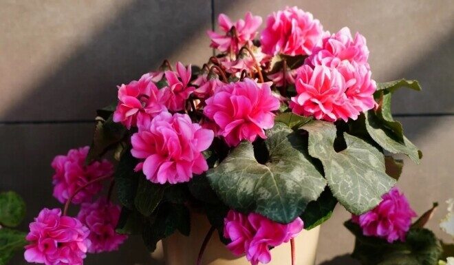 Wildflower Outshines Roses with 240-Day Bloom, Captivating Scent, and Effortless Care