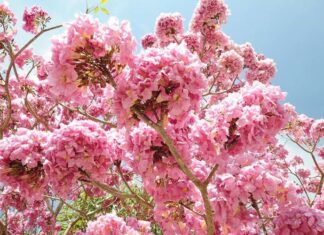 Blossoming Pink Trumpet Flowers Adorn Saigon’s Streets