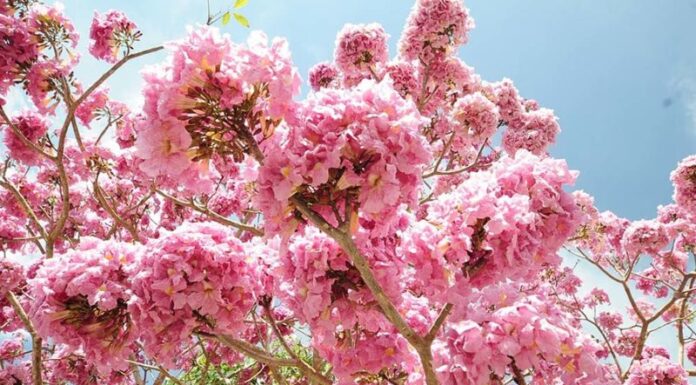 Blossoming Pink Trumpet Flowers Adorn Saigon’s Streets