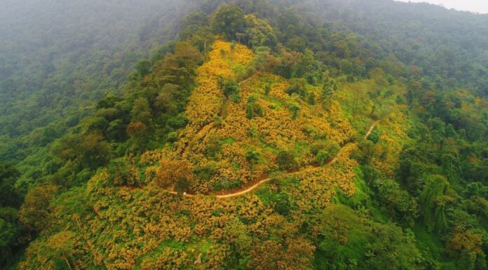 Escape the City Smog: Witness Wild Sunflowers in Full Bloom Across Ba Vi’s Mountain Slopes