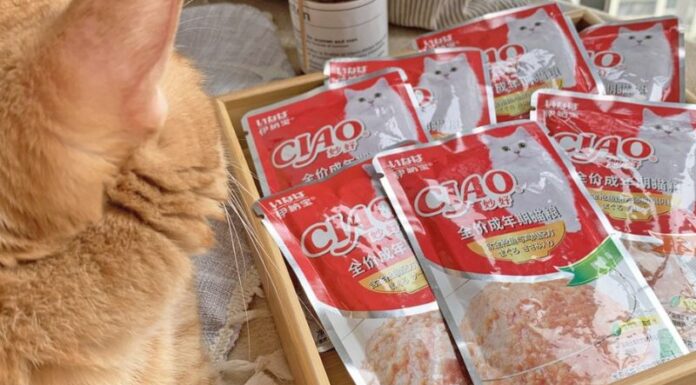 Top 4 Nutritious and Delicious Ciao Cat Pates on the Market