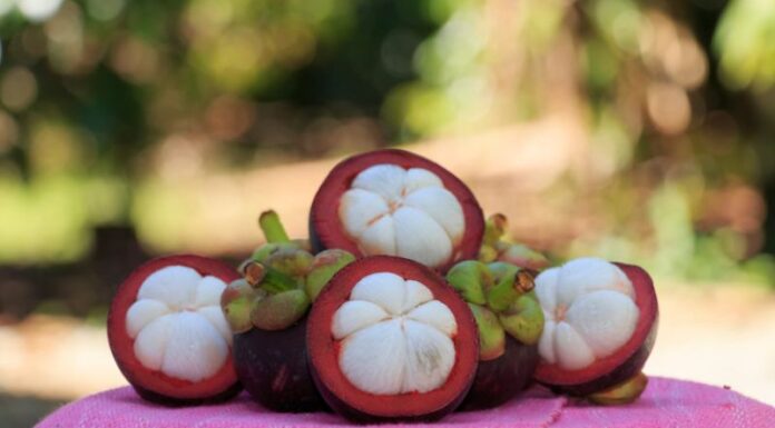 Centuries-Old Rambutan Orchard in Vietnam’s Mekong Delta Welcomes Visitors