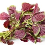The Ultimate Nutrient Powerhouse: A Vegetable Richer in Iron and Calcium Than Seafood or Beef, Yet Overlooked by Many Vietnamese
