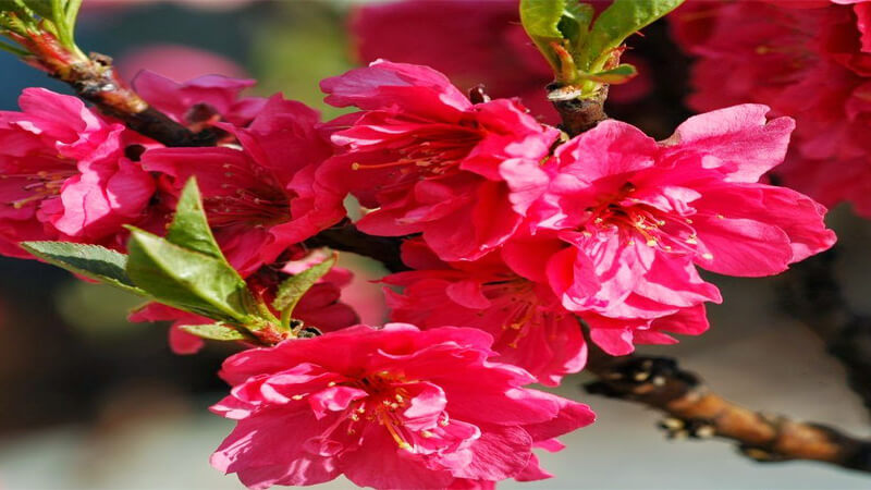 The Symbolic Meaning of Peach Blossoms in Traditional Lunar New Year Celebrations