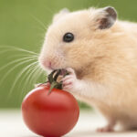 Is It Safe to Eat Food Gnawed by Rats?