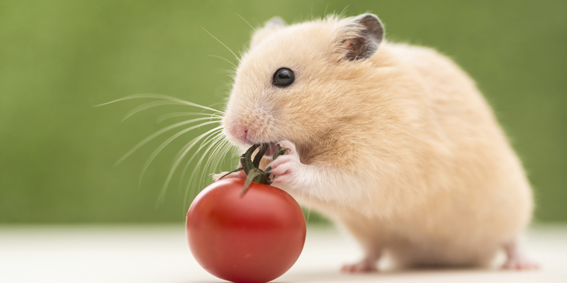Is It Safe to Eat Food Gnawed by Rats?