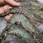 The Truth About Eating Shrimp Shells for Calcium