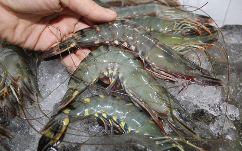 The Truth About Eating Shrimp Shells for Calcium
