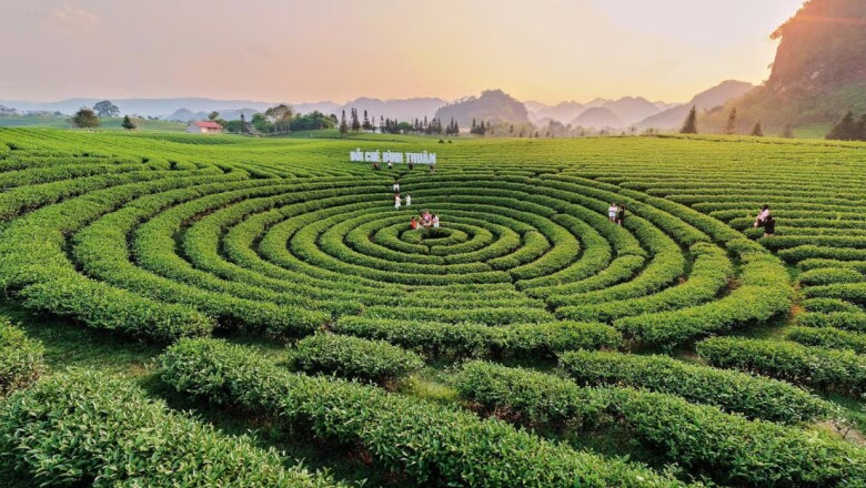 Breathtaking Tea Hills at the Foot of Pha Din Pass