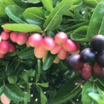 “Once Neglected, Now a Summer Sensation: The Rise of a Forgotten Fruit as a City Favorite Coolant”