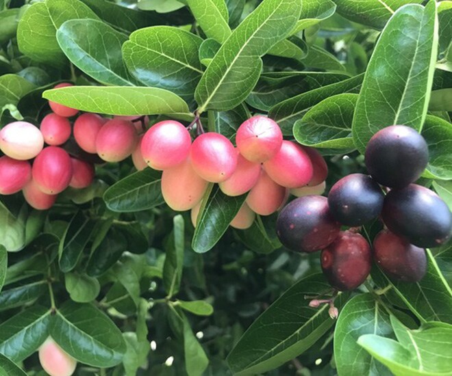 “Once Neglected, Now a Summer Sensation: The Rise of a Forgotten Fruit as a City Favorite Coolant”