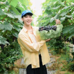 Vineyards in Bac Ninh Bursting with Ripe Grapes Attract Visitors for Picture-Perfect Harvest Experiences