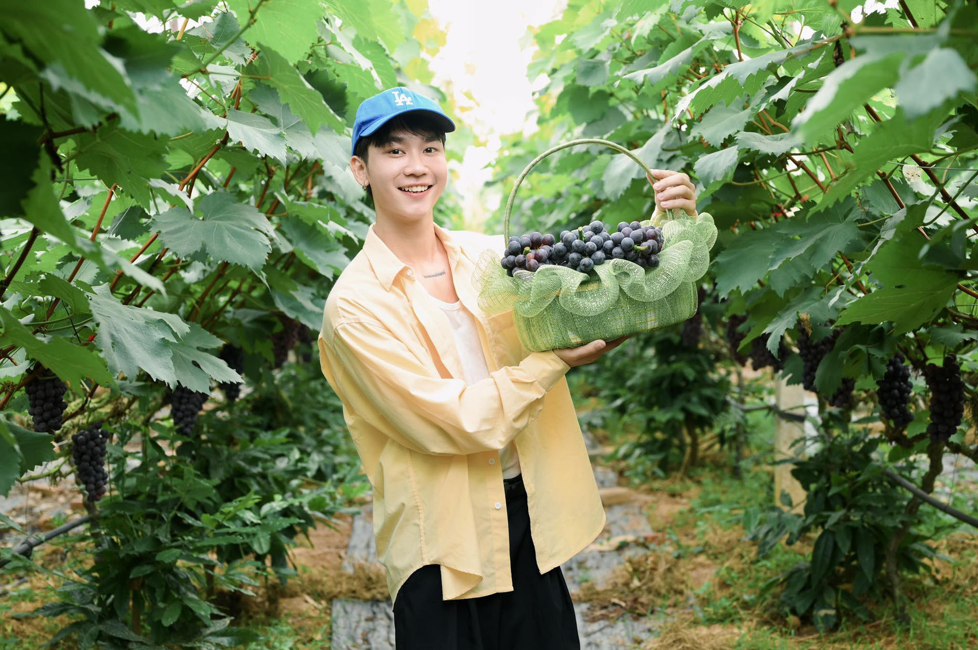 Vineyards in Bac Ninh Bursting with Ripe Grapes Attract Visitors for Picture-Perfect Harvest Experiences