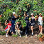 Experience the Exclusive Seasonal Harvest in Dong Nai: Pick Ripe Fruits Straight from the Tree
