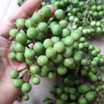 From Forgotten Fruit to Urban Delicacy: Once-Overlooked Berry Now Fetching $2.50/lb in City Markets, Offering Multi-Year Harvests from a Single Planting