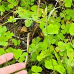 “Once Considered Weeds, This Wild Vegetable is Now a Sought-After Delicacy, Elevating Crab Soup Beyond ‘Mountain and Sea Delights