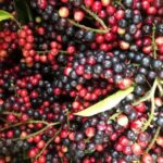 “Ancient Forest Fruit Once Overlooked, Now Transformed into a Delicious and Health-Boosting Liquor”