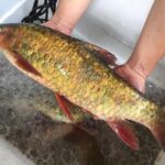 The Majestic “King Fish” of Ha Giang: A Rare Delicacy Among the “Five Treasures of the River,” Slow-Growing and Breeding Only After a Decade