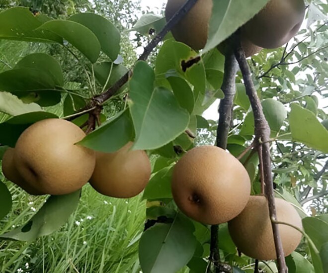 “The World’s Best Fruit” Found in Lai Chau: A Summer Delicacy, Plant Once and Harvest for Years