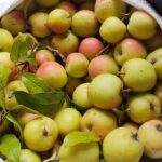 From Forgotten Fruit to Urban Delicacy: Once-Abundant Tree Yields Priceless Harvest at $5/kg in City Markets