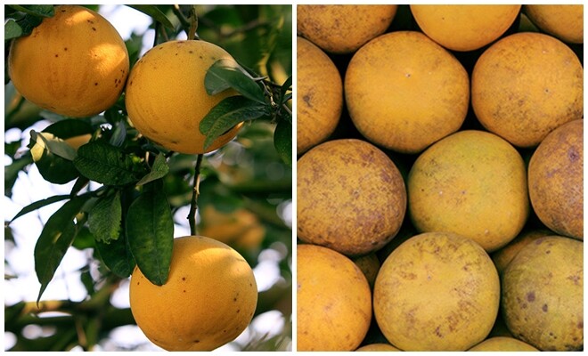 How to Choose the Perfect Sweet and Juicy Dien Pomelo for Tet Banh Ngo Celebrations