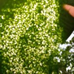 Mastering the Art of Perfectly Green, Chewy Bánh Chưng: Safe Refrigeration Tips for the Entire Tết Holiday