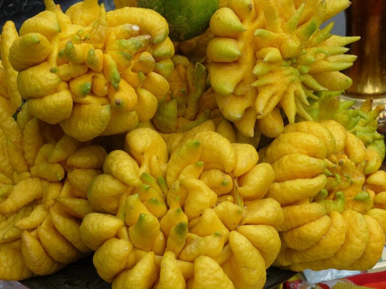 “Choosing a Buddha’s Hand for Tet: Follow This Counting Rule for Luck and Prosperity All Year Round”