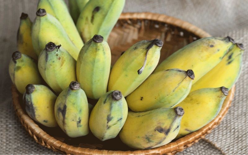 What is Plantain Banana? Discover Its Amazing Benefits