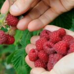 Wild Berry Once Shunned Now Dubbed “Golden Fruit,” Fetching $17/kg with 6-Month Harvest Cycle