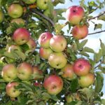 “The World’s Best Fruit”: Vietnam’s Abundant Harvest of a Beloved Specialty, Priced at 70,000 VND/kg