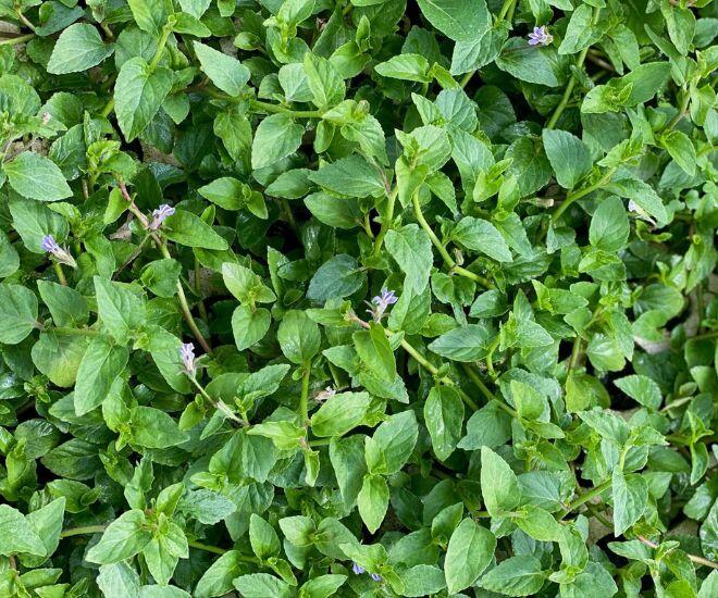 From “Trash” to Treasure: Urban Women Hunt for This Once-Neglected Vegetable, Now a Premium Delicacy at $5/kg, Selling Like Hotcakes