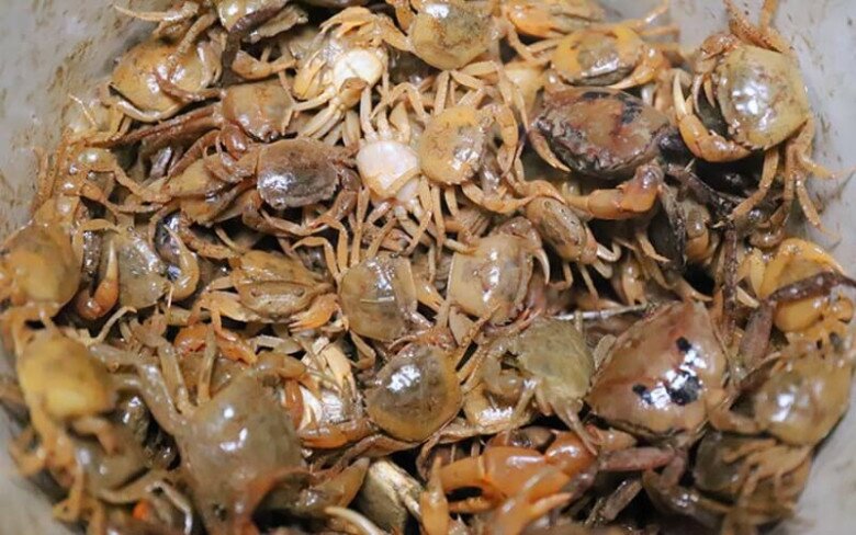 “Don’t Cook Fresh Crabs Right Away – Soak Them in This Water First to Remove Parasites and Enjoy Safe, Delicious Dishes”