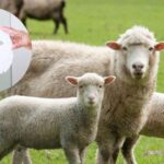 Unveiling the Power of Sheep Placenta: A Comprehensive Review of Ingredients and Benefits in This Mask